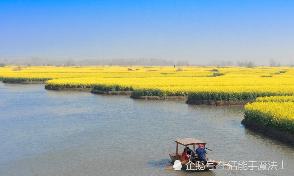 最美的水上油菜花田,江苏独此一份,连人民网都点赞,离