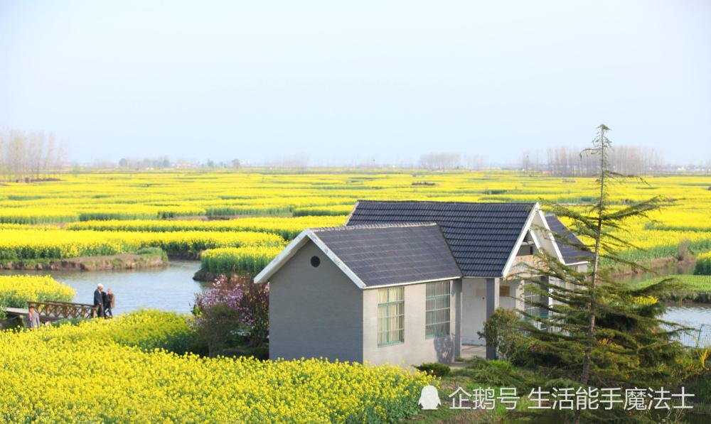 最美的水上油菜花田,江苏独此一份,连人民网都点赞,离