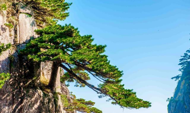 黄山最美也最难爬的景区,经亿万年才得以形成,被誉为上帝的盆景