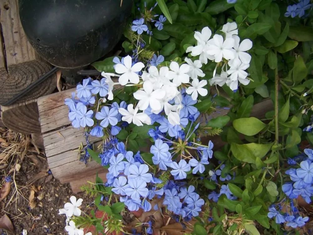 蓝雪花也叫"蓝花丹",它是一种热带花卉,但是在北