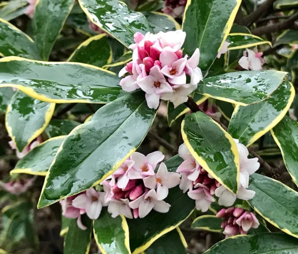 养好盆栽瑞香花除了要有合适的环境盆土足够透气也是关键