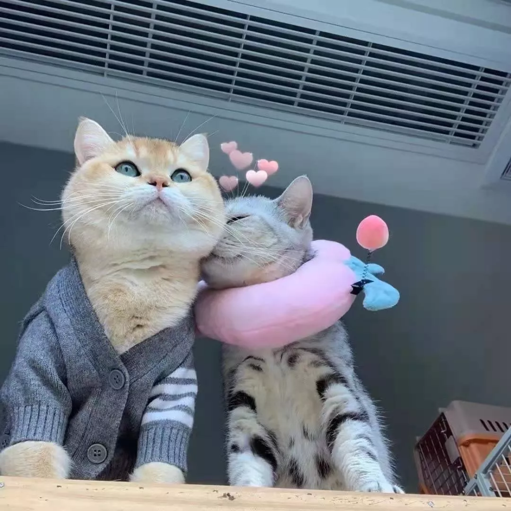 萌宠情头|不想养猫,只想养你!