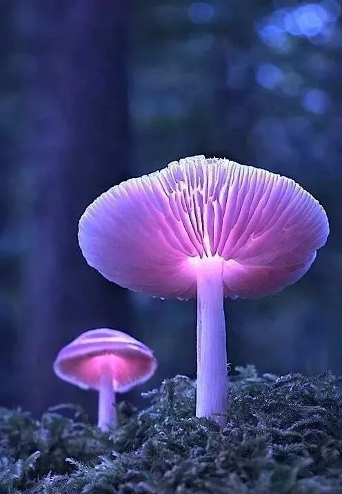 哇,自带夜光灯 真的是黑夜中紫色的诱惑▼