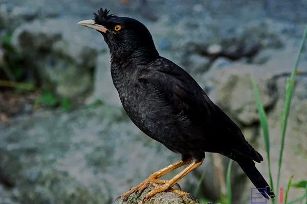 sbike动植物百科:十大学舌鸟类排名,聪明的鸟儿说话能力不一定强!