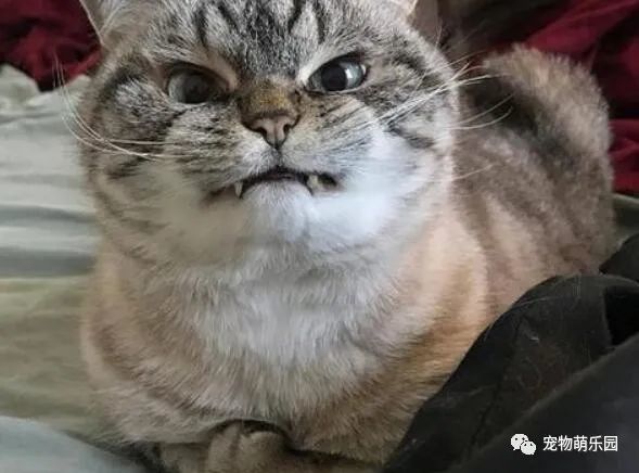 猫咪恨主人的十种表现,有三点说明猫咪已经充满恨意