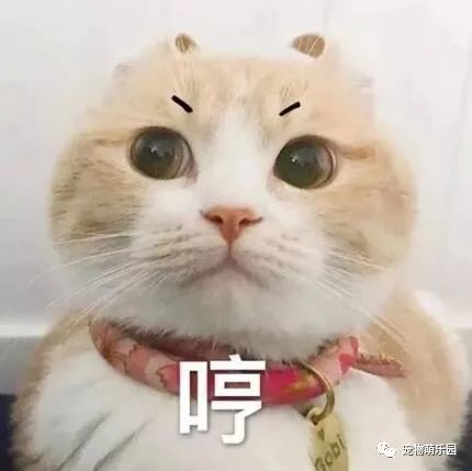 猫咪恨主人的十种表现,有三点说明猫咪已经充满恨意