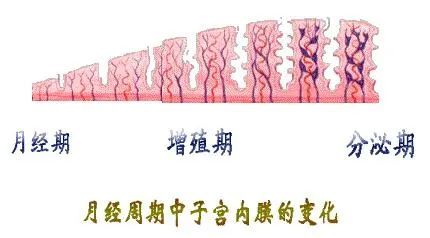 娇贵的子宫内膜—厚度多少才是正常的?