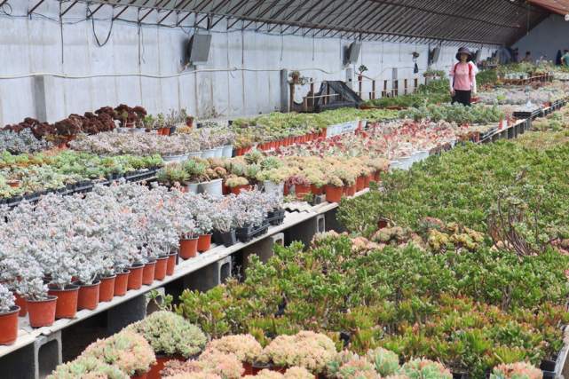 "谷鹏是绿馨花卉基地的一名花农,主要种植多肉植物.