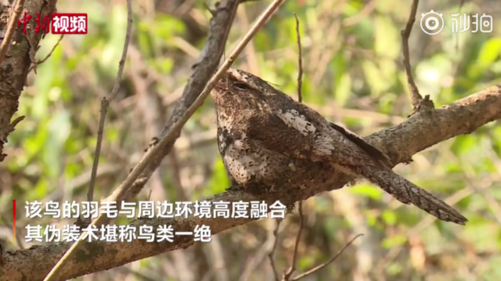 云南拍到罕见鸟类黑顶蟆口鸱,伪装术堪称一绝