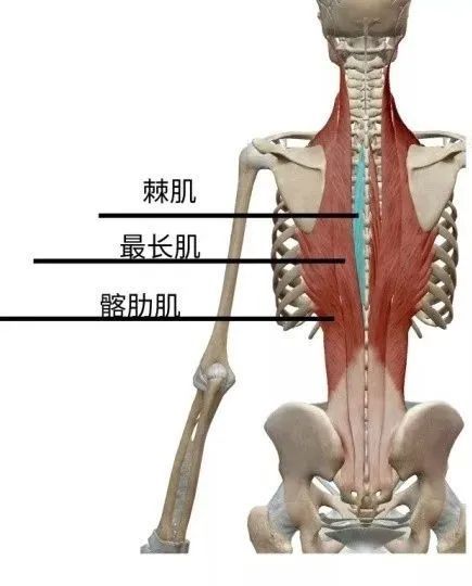 3,背伸展 肌(竖脊肌,最长肌,髂肋肌等)