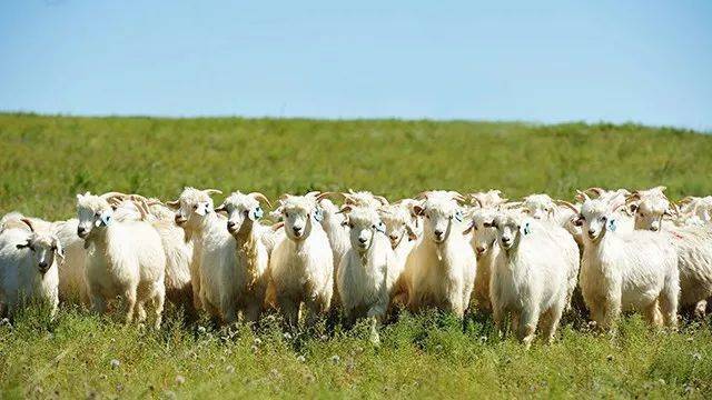 格鲁吉亚550只羊吃草时被雷瞬间劈死