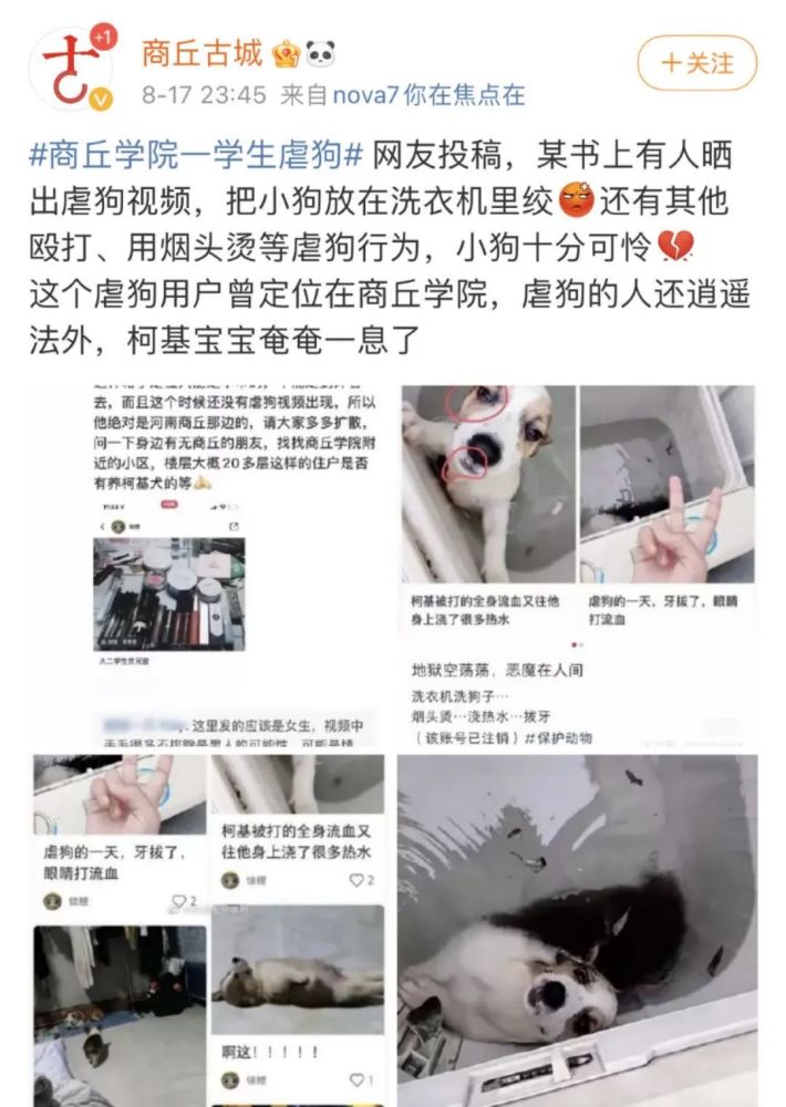 洗衣机柯基找到了吗在哪里疑商丘学院学生虐狗柯基现在怎么样了