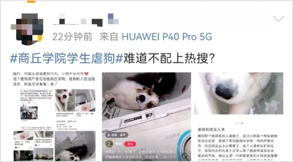 洗衣机柯基找到了吗在哪里疑商丘学院学生虐狗柯基现在怎么样了