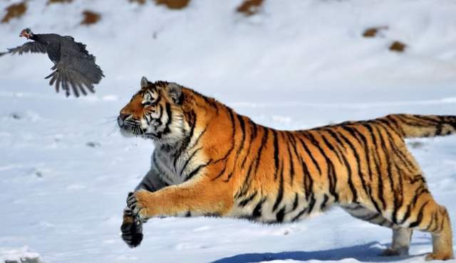东北虎vs孟加拉虎,谁才是真正的虎中王者?东北虎果真太虚胖了?