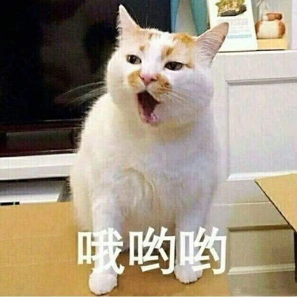 【表情包】蹦迪的猫猫