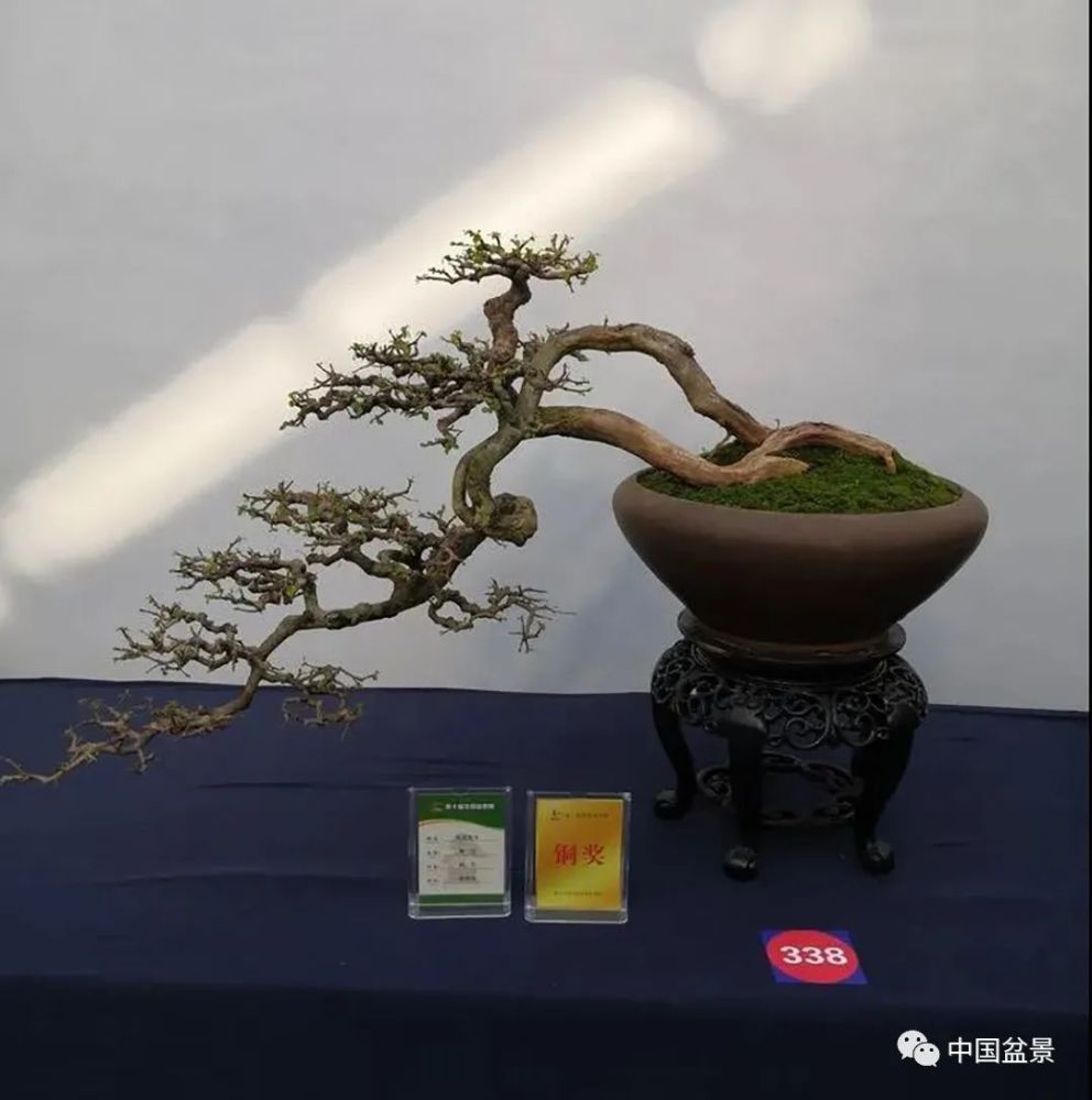 盆景飘枝使盆中之景舒展俊逸