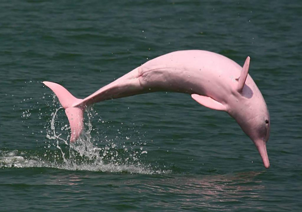 中国南海惊现3只粉色海豚,太美了!