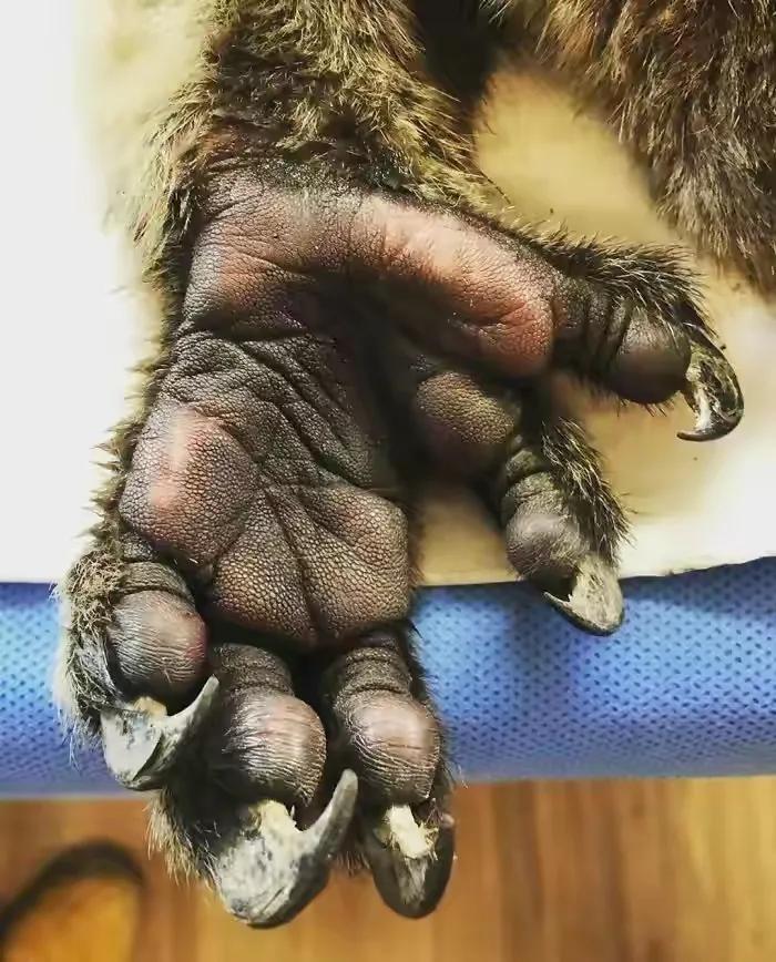 17,这是一只大猩猩的爪子,大家发现没有,它的掌纹和人类的十分相似.