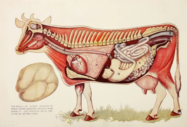 这个洞口一般开在牛身体一侧从前到后第13根肋骨间隙处,大部分都是在