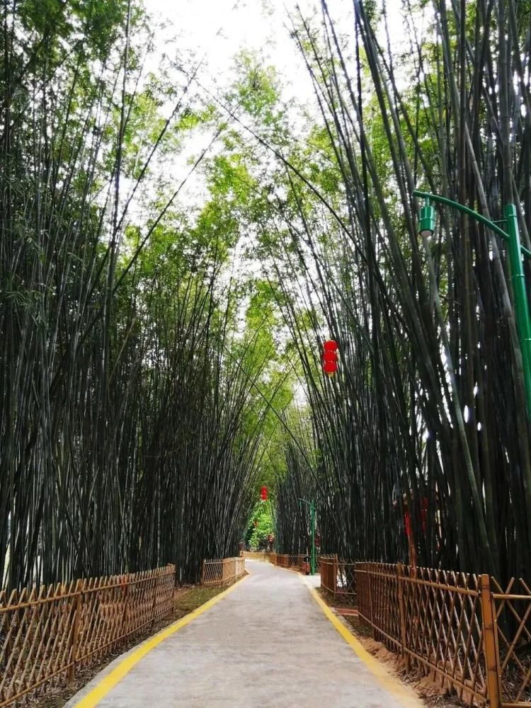 竹乡广宁体验夏可避暑秋可登高的景色感受竹林生活乐趣