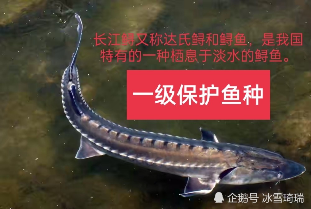 准备下锅的鱼被认定是野生中华鲟