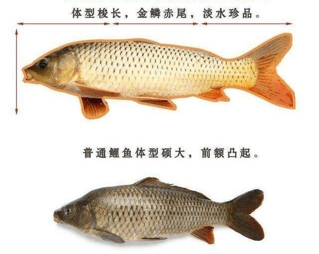 在山东黄河边,老乡从河里捞起来的这些"黄河鲤鱼,确实不是传统意义上