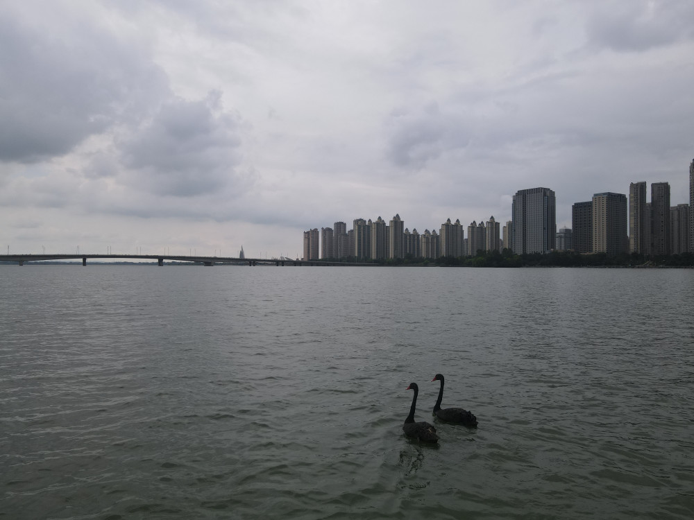 蚌埠龙子湖风景区:黑天鹅又回来了