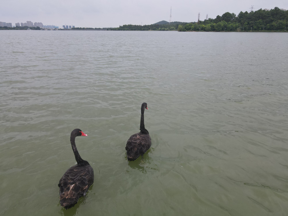 蚌埠龙子湖风景区:黑天鹅又回来了