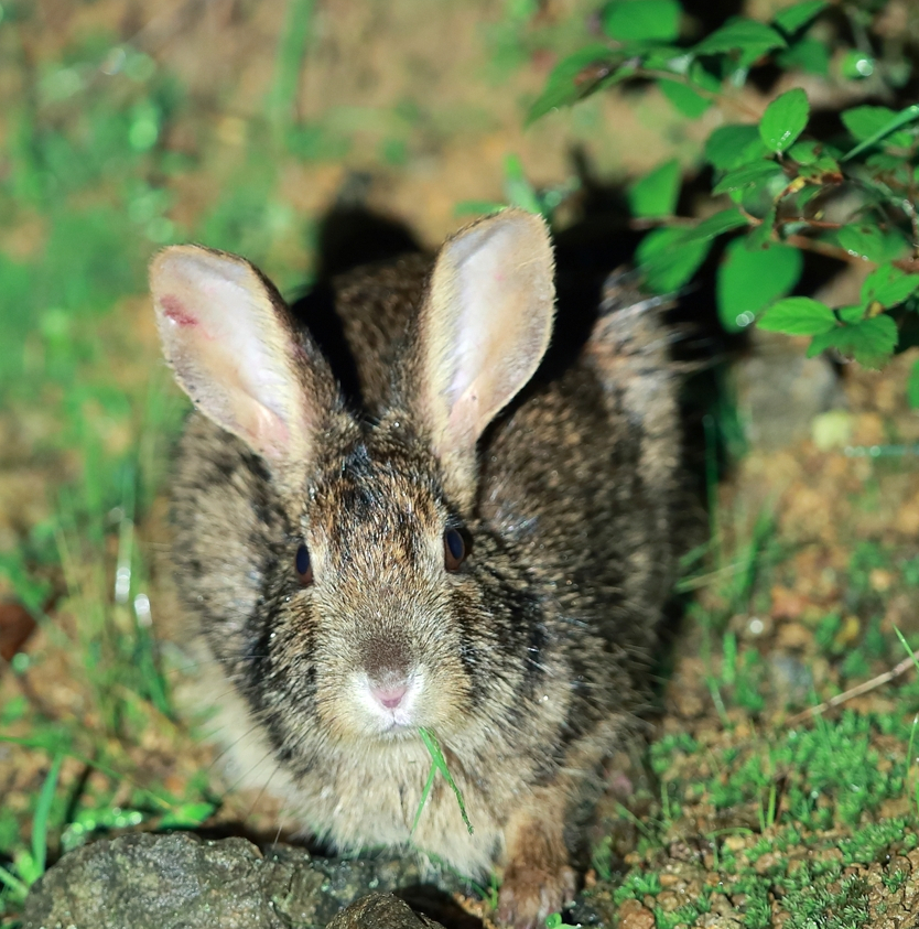 武汉男子为朋友庆生,猎杀3只野兔被判4个月!野兔和家兔有何不同