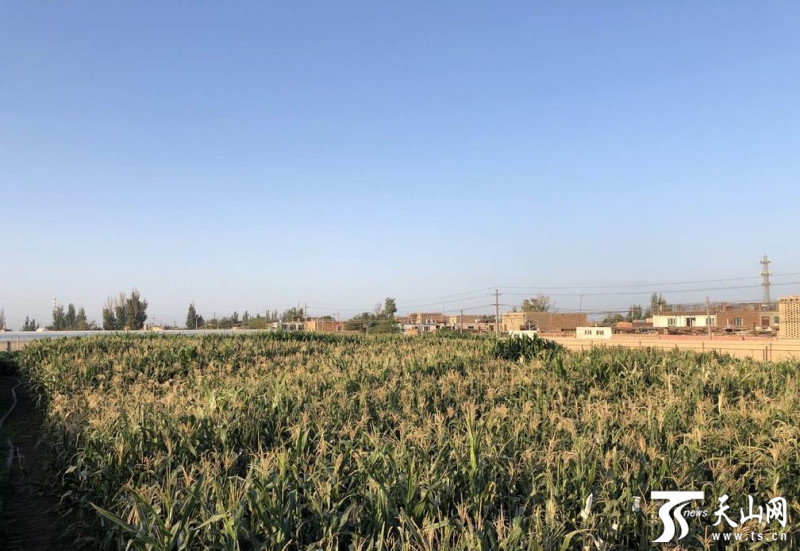 新疆吐鲁番:农作物耐高温"烤"验进行中