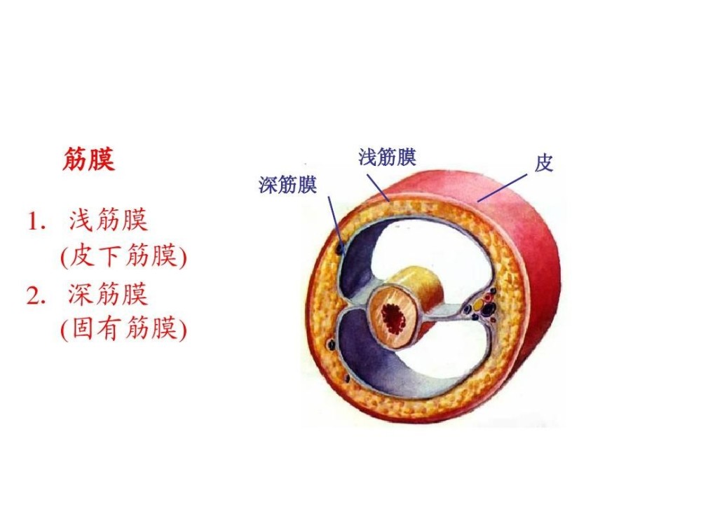 小心肌筋膜炎缠上你!
