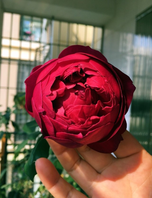秋日胭脂的花朵