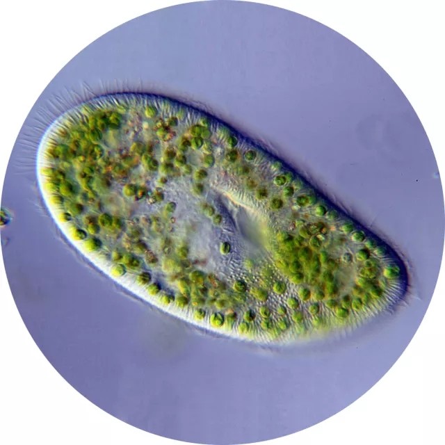 微生物的世界:看一只草履虫的科学奥秘,这些微生物