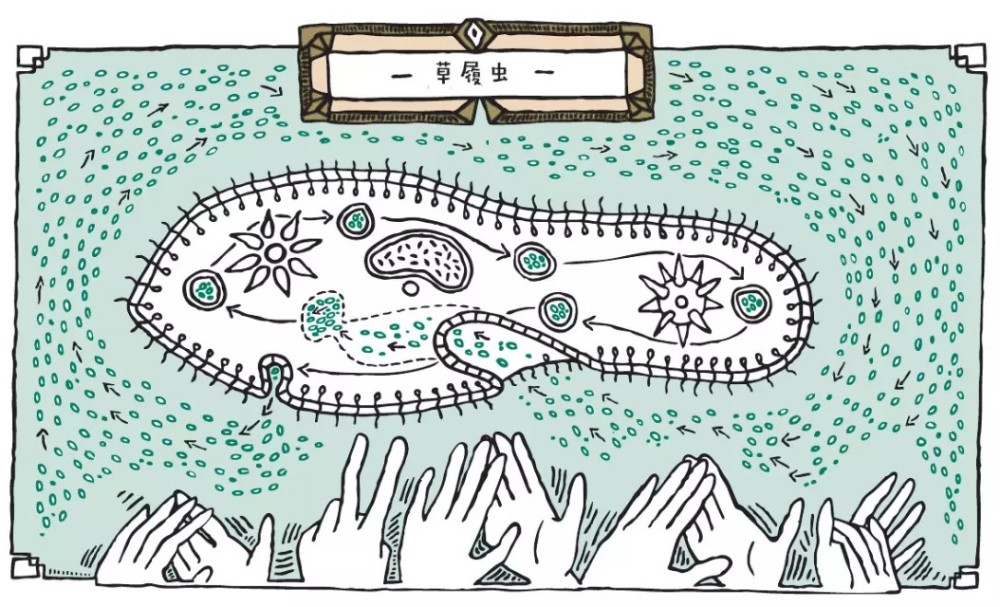 微生物的世界:看一只草履虫的科学奥秘,这些微生物知识值得学习