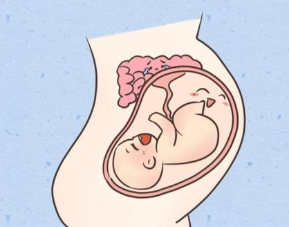怀孕1-40周完整详细的胎儿发育过程图