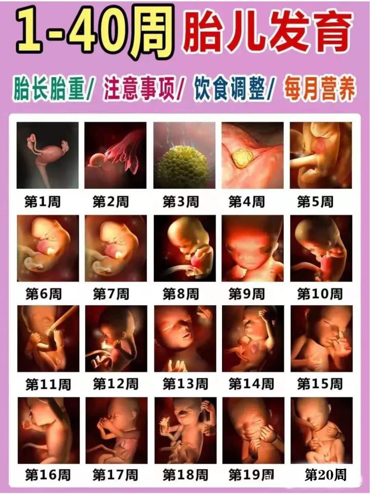 第一宝宝小编特别整理了怀孕1-40周完整详细的胎儿发育过程3d彩图哦
