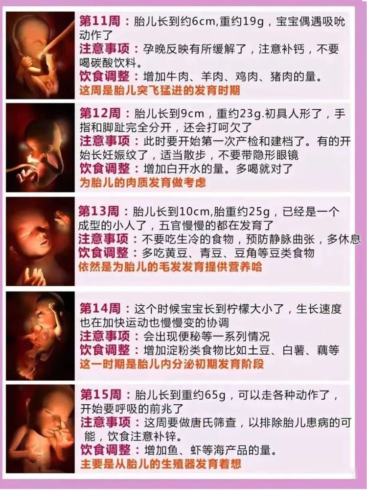 怀孕140周完整详细的胎儿发育过程图