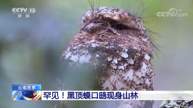 罕见!黑顶蟆口鸱现身云南这个地方