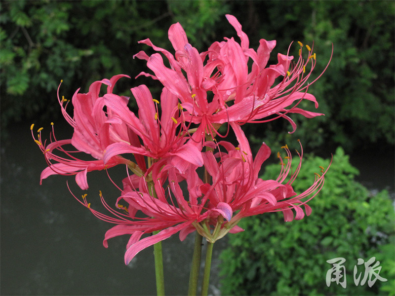 宁波石蒜花盛开,揭秘石蒜属植物的宗谱关系