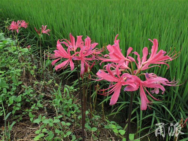 宁波石蒜花盛开,揭秘石蒜属植物的宗谱关系