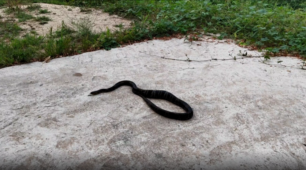 介休龙凤一汽修厂房内出现一条约2米厂的黑蛇,不断吐出蛇信子