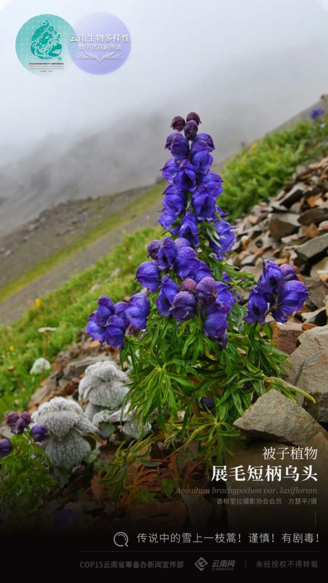 3000~4300米间山地草坡,多石山坡或陡崖上,国内主要分布于云南北部