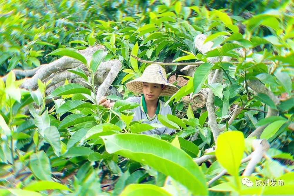 伯劳镇人口_广西灵山县伯劳镇图片(3)