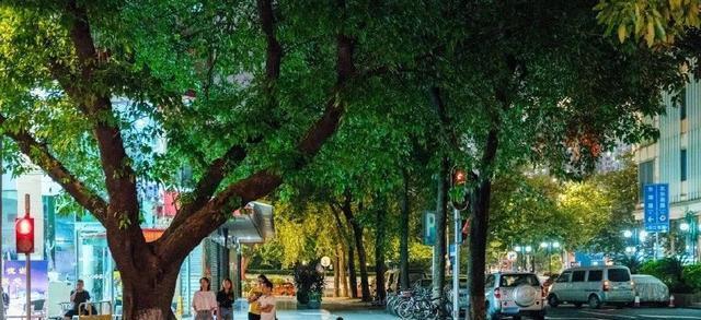 榕树承载着广州人的记忆,为什么广州要开始把榕树挖掉