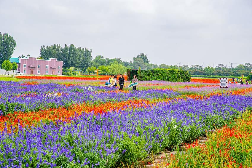 北京紫谷伊甸园:200亩秋花把秋天变的绚烂多姿