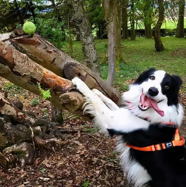 2200元买的边境牧羊犬,养了一年不到,网友就后悔了!