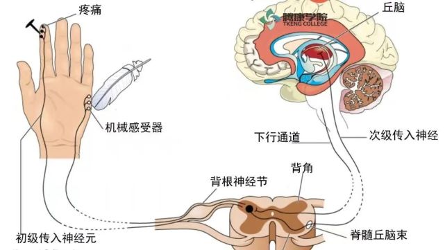 牵涉痛,反射痛,放射痛的区别