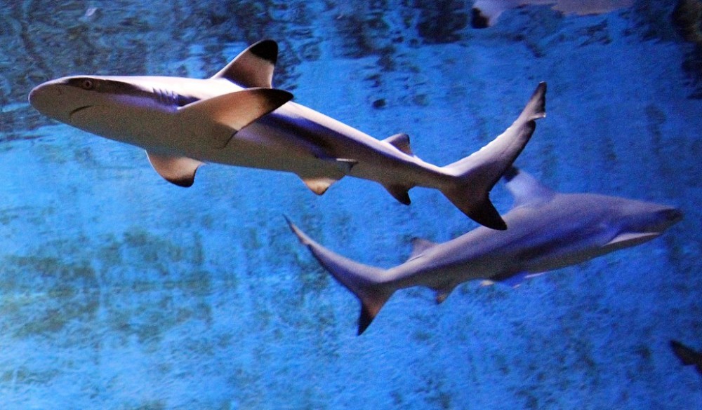 近日,意大利一水族馆内,"独居"10年的雌鲨鱼产下小鲨鱼,科学家发现小