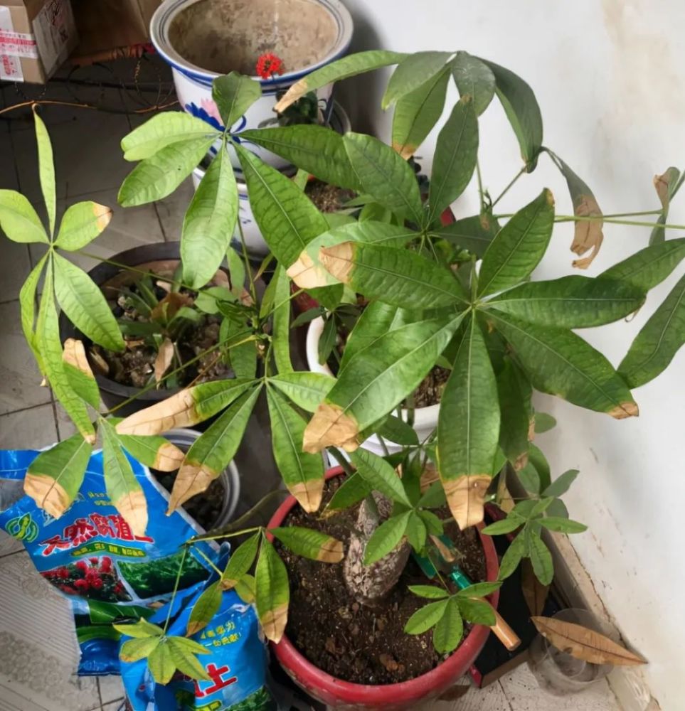 怎么给发财树浇水不烂根