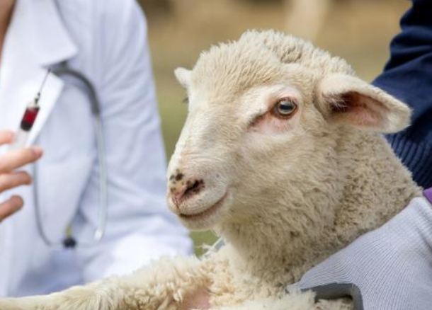 羊口蹄疫什么症状和表现?羊五号病咋预防?羊五号病最佳治疗方法